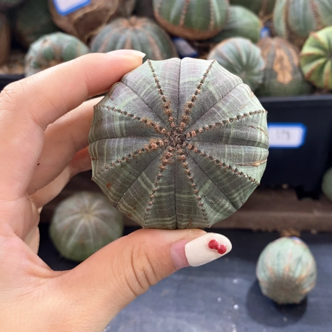 欧系实生布纹球一物一拍