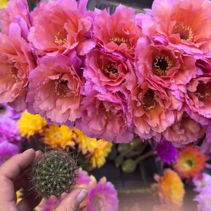 200彩草山脉歪无根侧牙4公分左右，20包邮