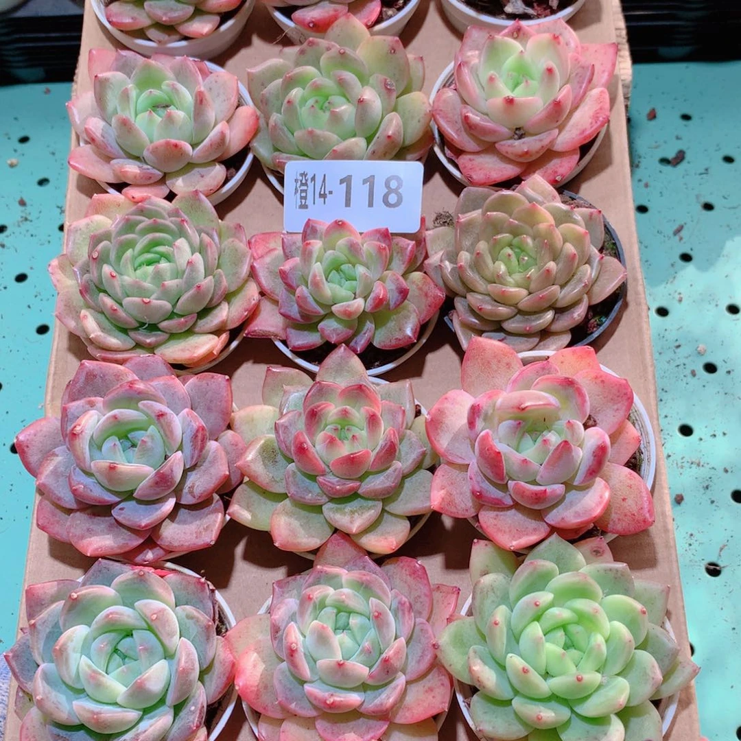 14-118一物一拍多肉带盆18颗