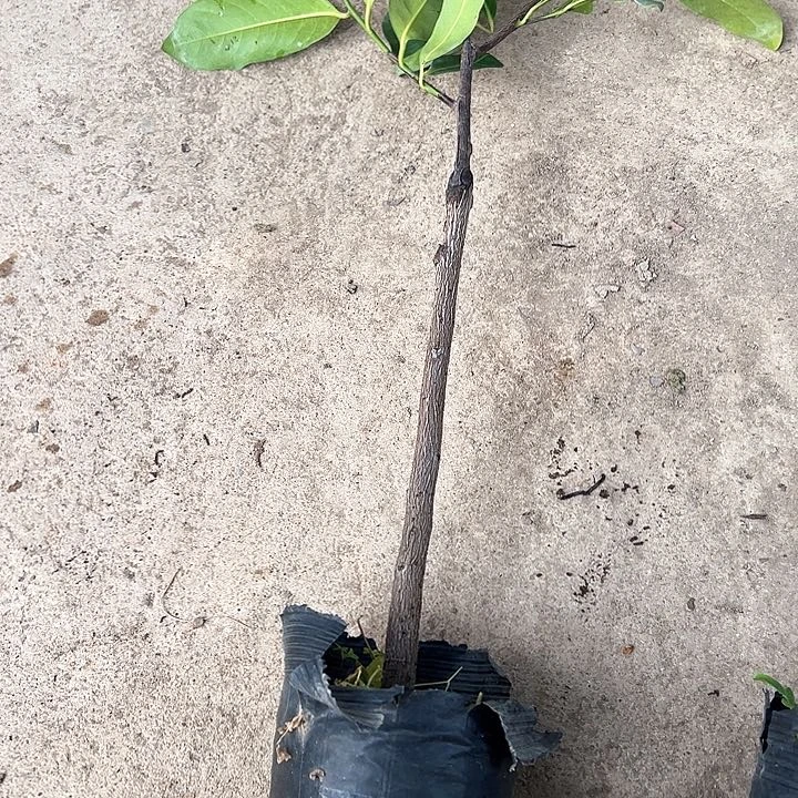 @***李13455555556555555苗