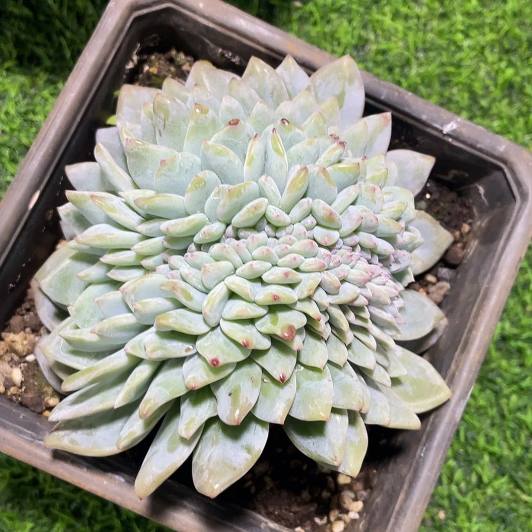 叁***月星影底切鲨鱼嘴5棵寄养