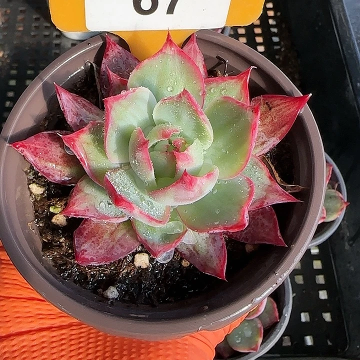 67 惊鸿仙子多肉植物6-9cm