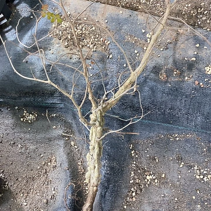 孤品实生爆琉粗杆列加漆树2.5cm