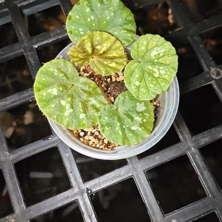 马山秋海棠一物一拍