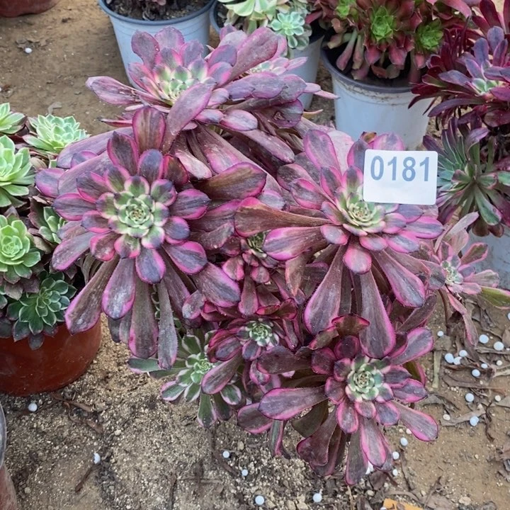 181红金刚绣球多肉