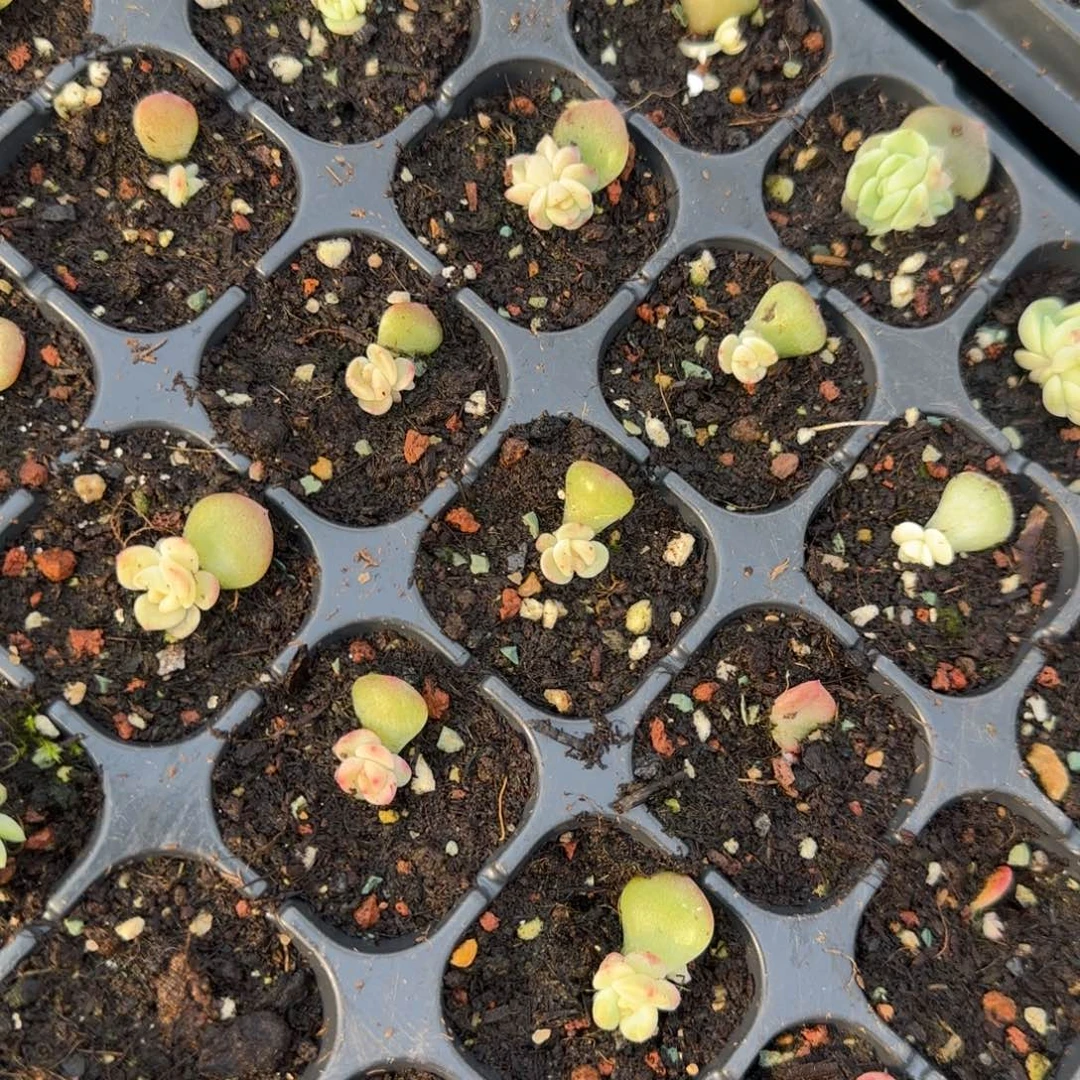 岚舟 穴一个床满25包邮