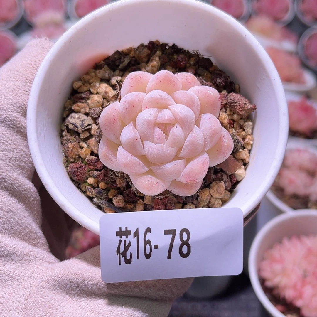 花利美16-78明月心