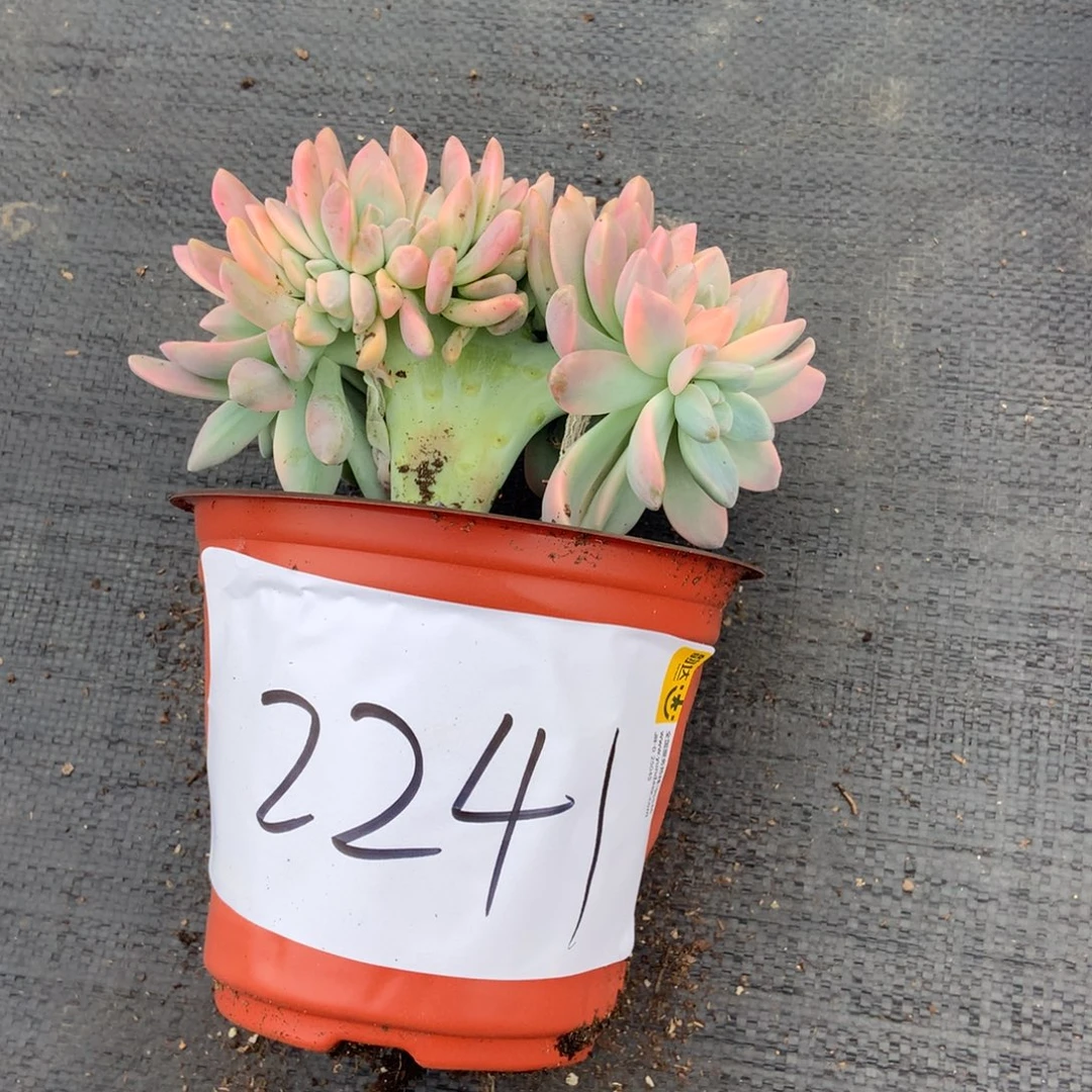 四***花淡雪锦缀2241晓晓一物一拍冷链