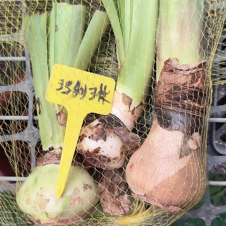 玛丽琳样品球一兜3个