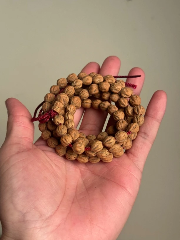 热振柏香籽铁籽红芽红油皮