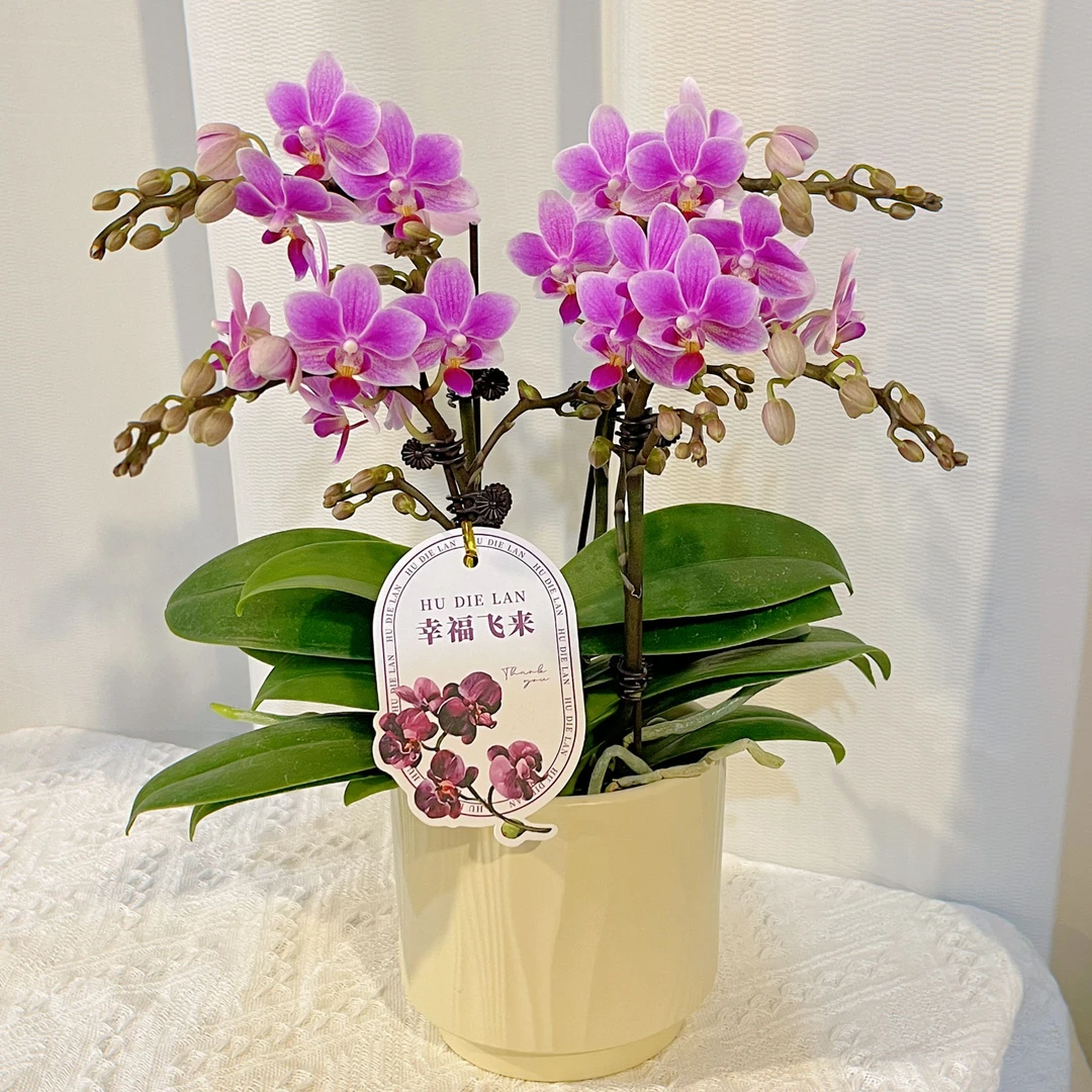蝴蝶兰《香格里拉》带香味 精致桌面花花 百搭好看 带香 基地直发