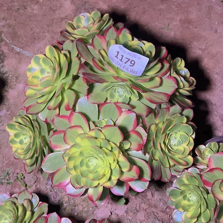 1179奶白多肉老桩