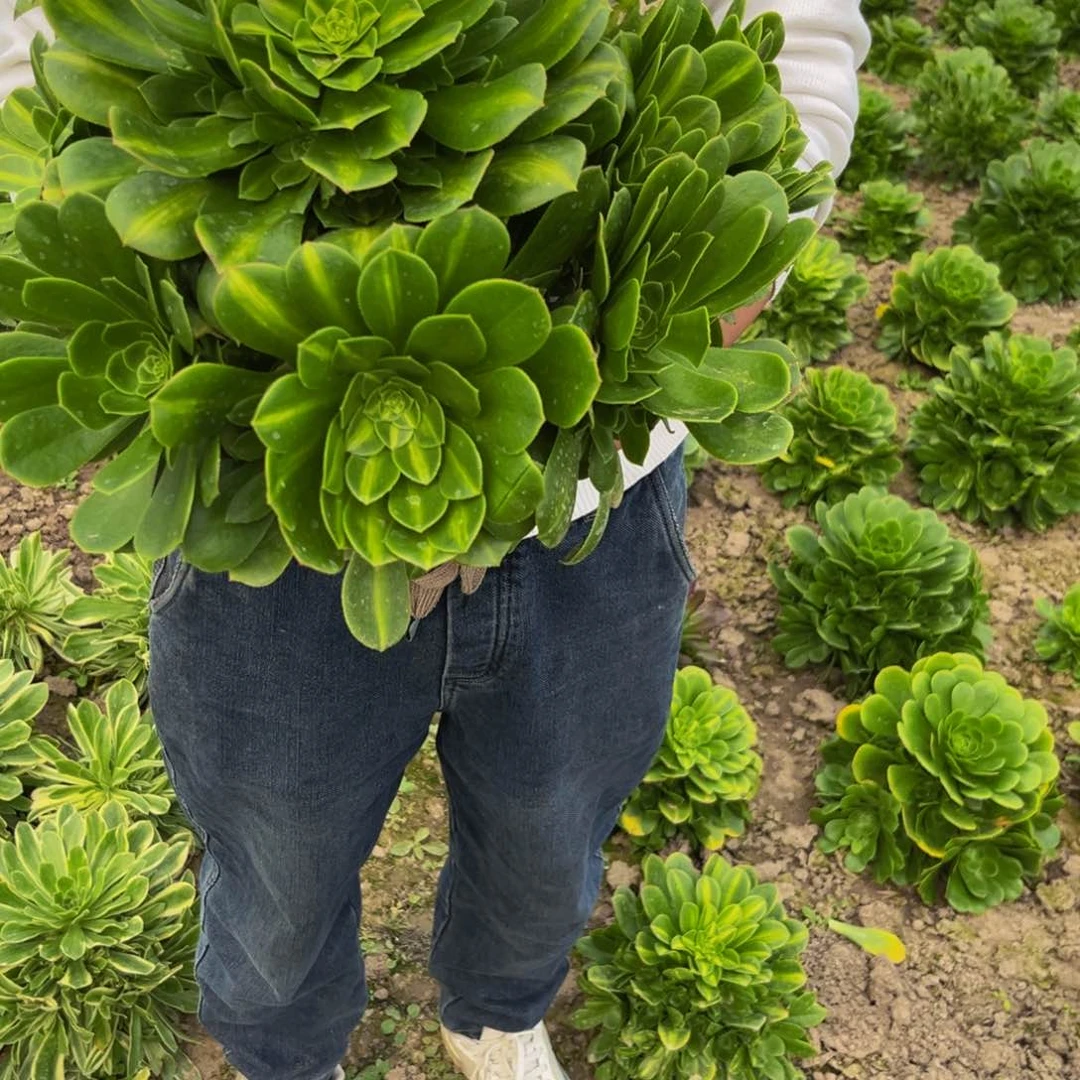 927多肉植物一物一拍