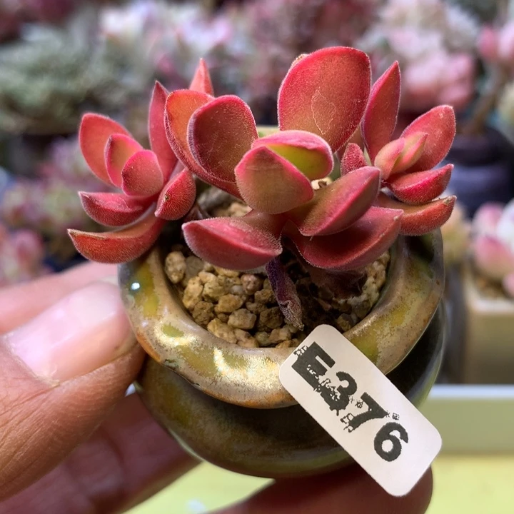 E376一物一拍带盆发