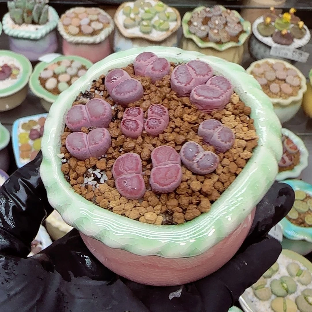 生石花满18包邮1110-106