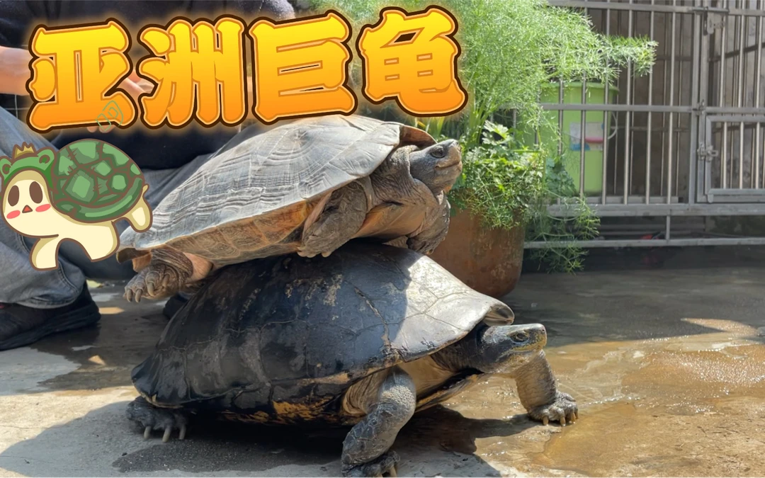 一龟一拍 活体宠物龟