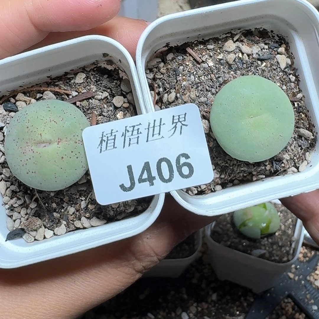 406号多肉植物哇c c