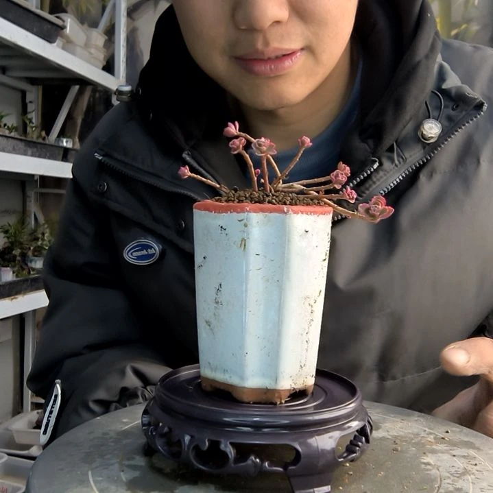 精****?小盆景小植物一物一拍134