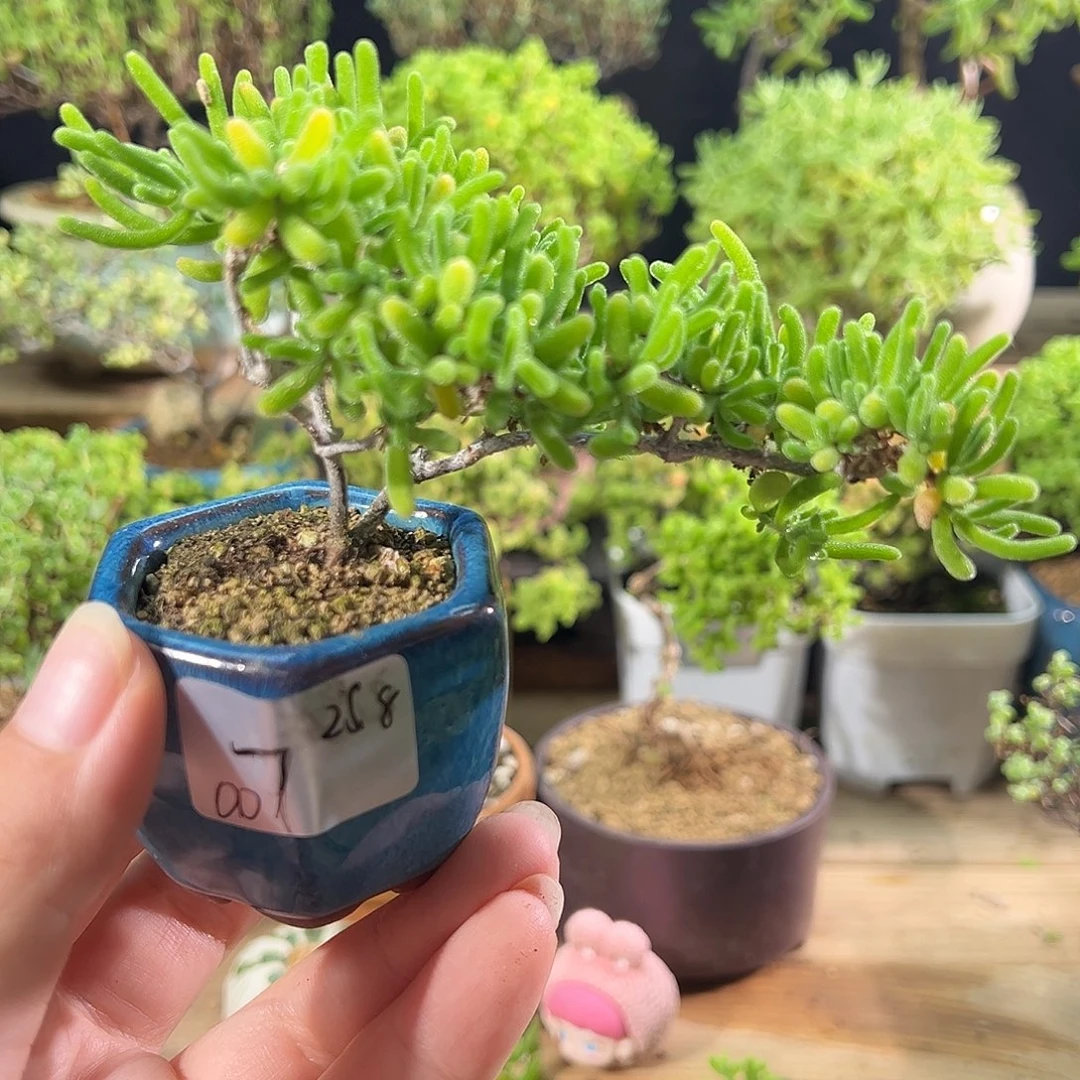 004荧光兔带盆小精致