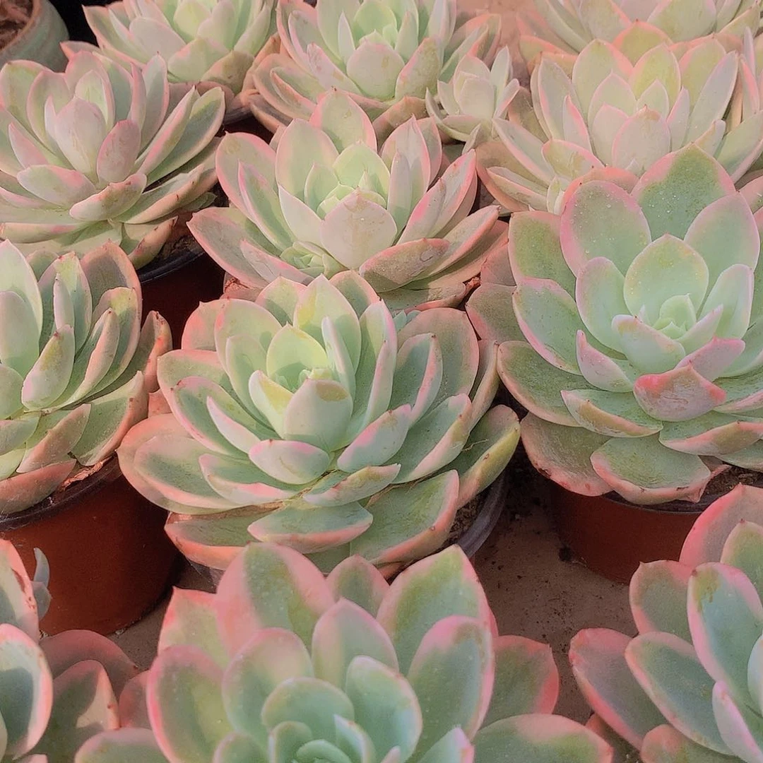 丝绸面纱锦345678899999