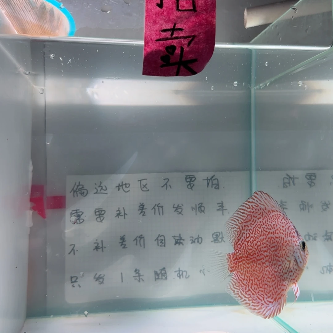 七彩神仙鱼肉身7左右，偏远地区不要拍