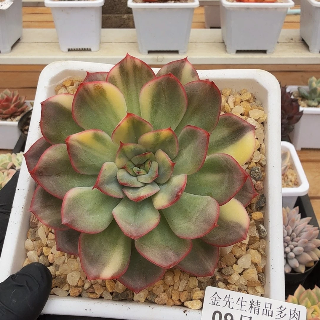 0916-98花脸锦单头