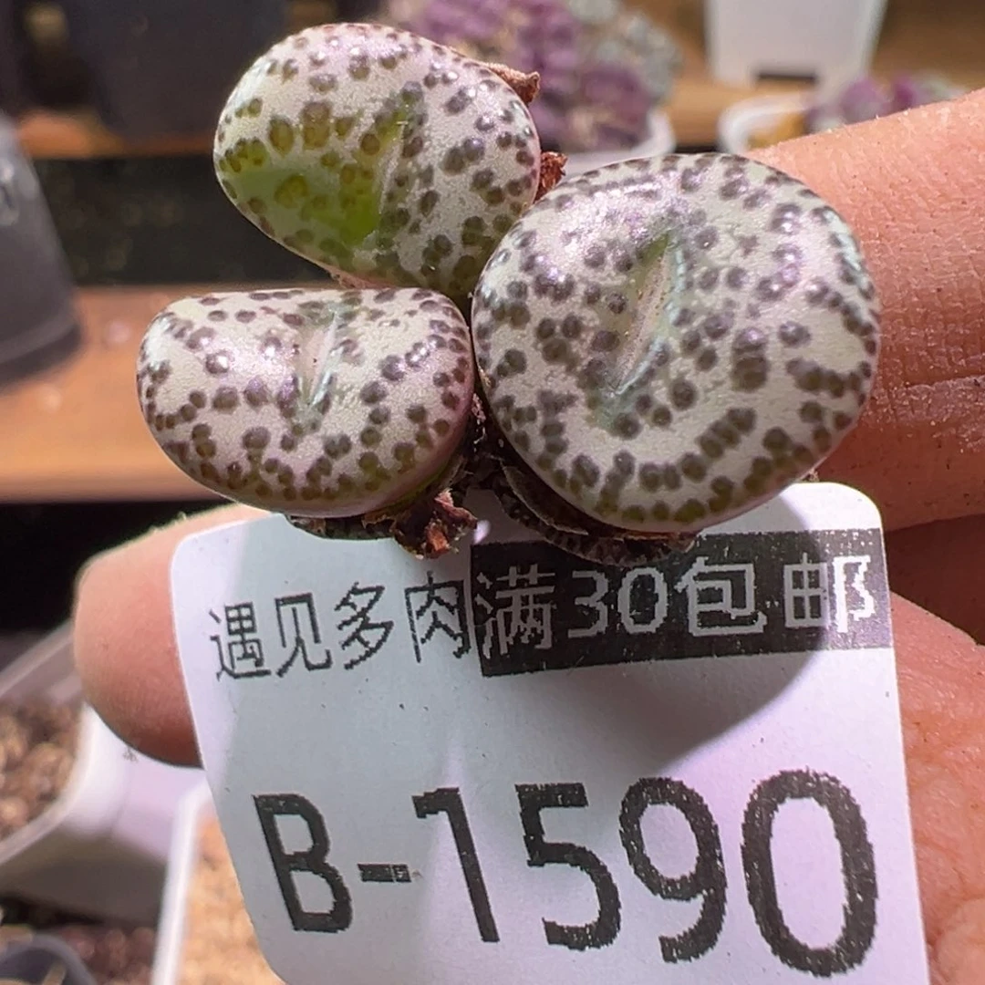 多肉植物1111111111111