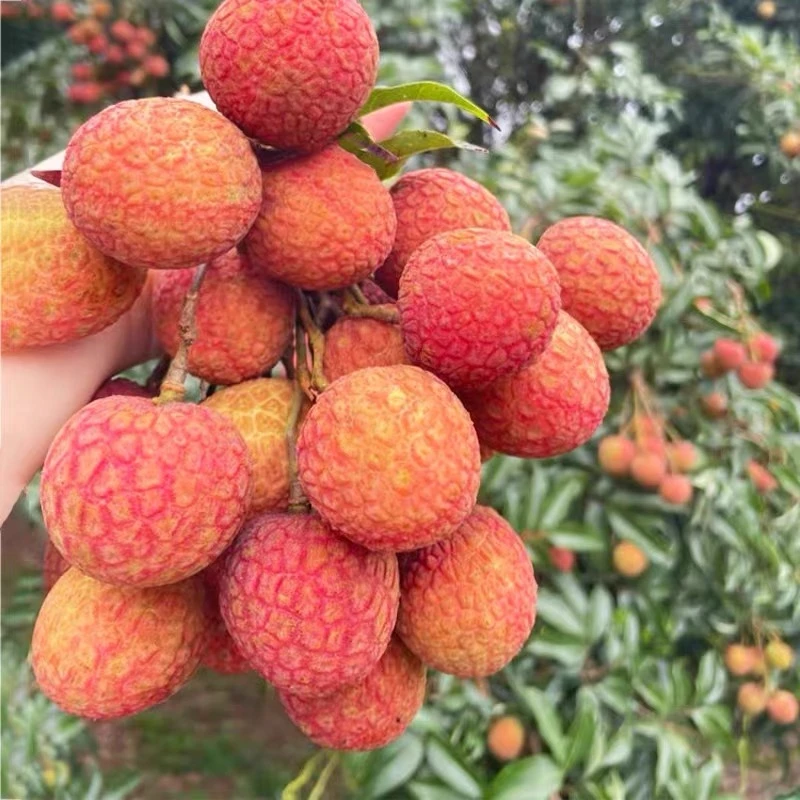 【空运现货】现发热卖茂名高州新鲜白糖罂荔枝桂味水果现摘香甜多汁