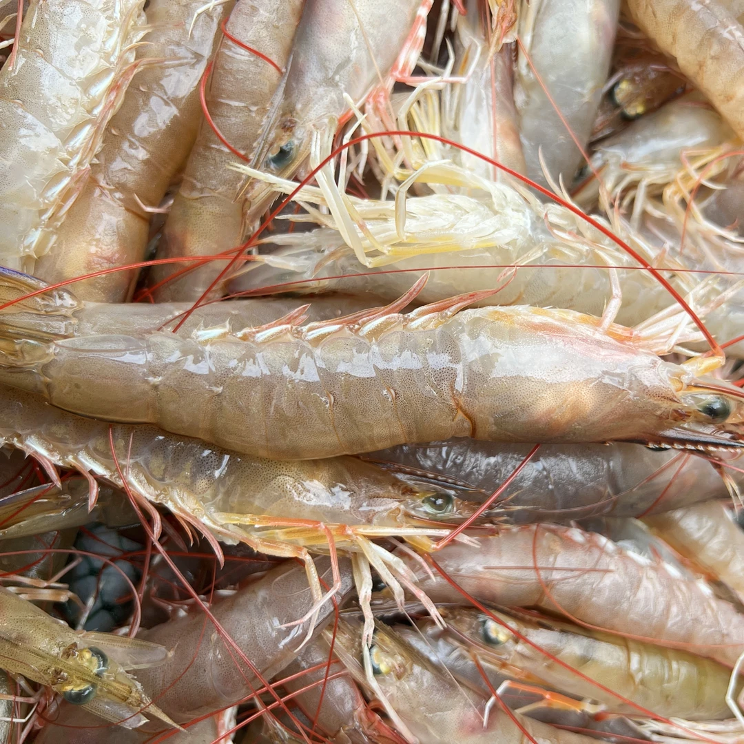 【马鲛仔海产】本港野生新鲜麻虾 沙卢虾 3斤 速冻发货 茂名博贺港