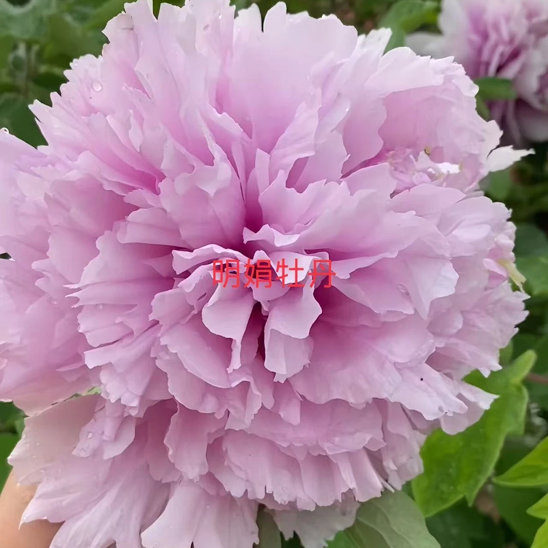 （明娟牡丹）垂头蓝先发肥料 秋天发苗