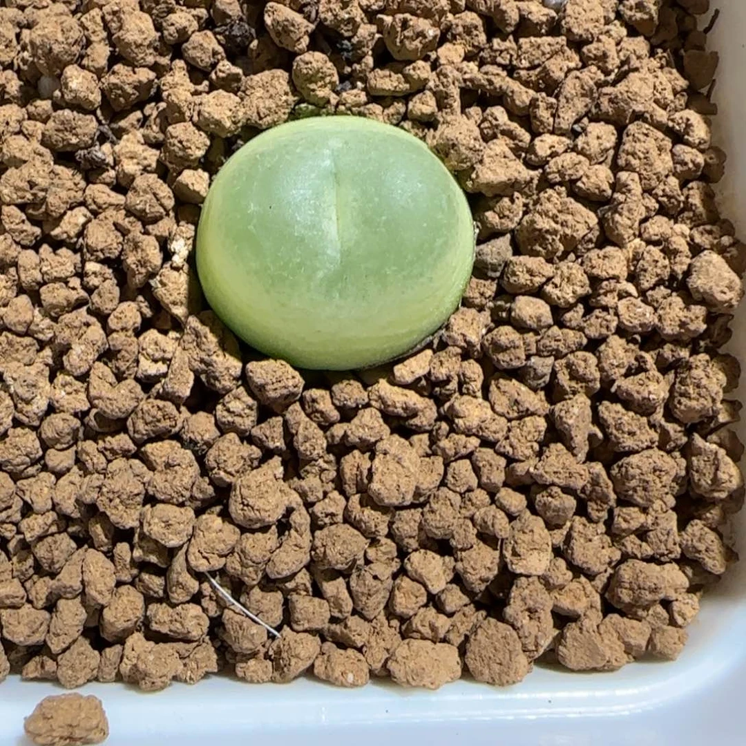 肉锥多肉植物组合-sh1200拉登1248