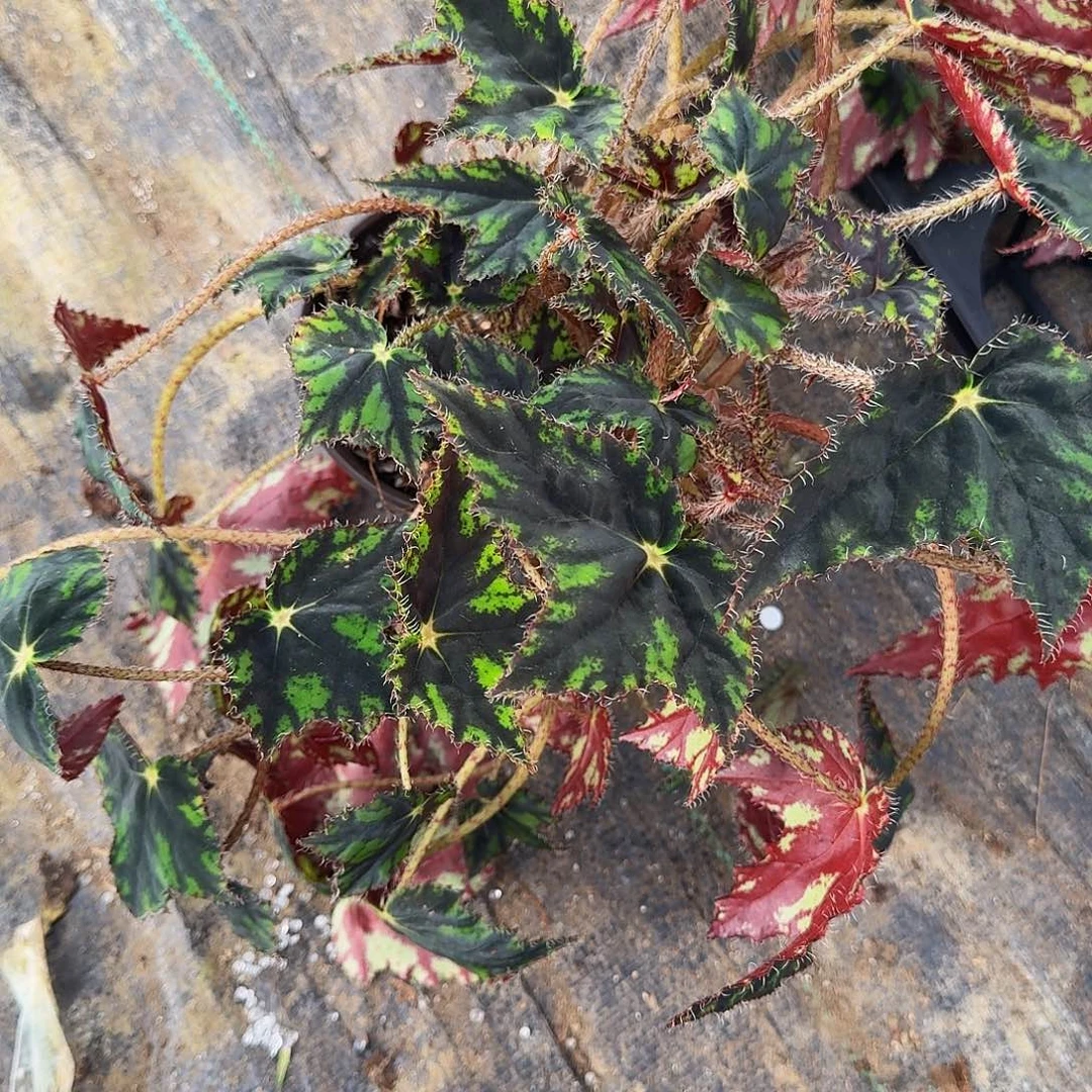 完全开放蝴蝶秋海棠一颗