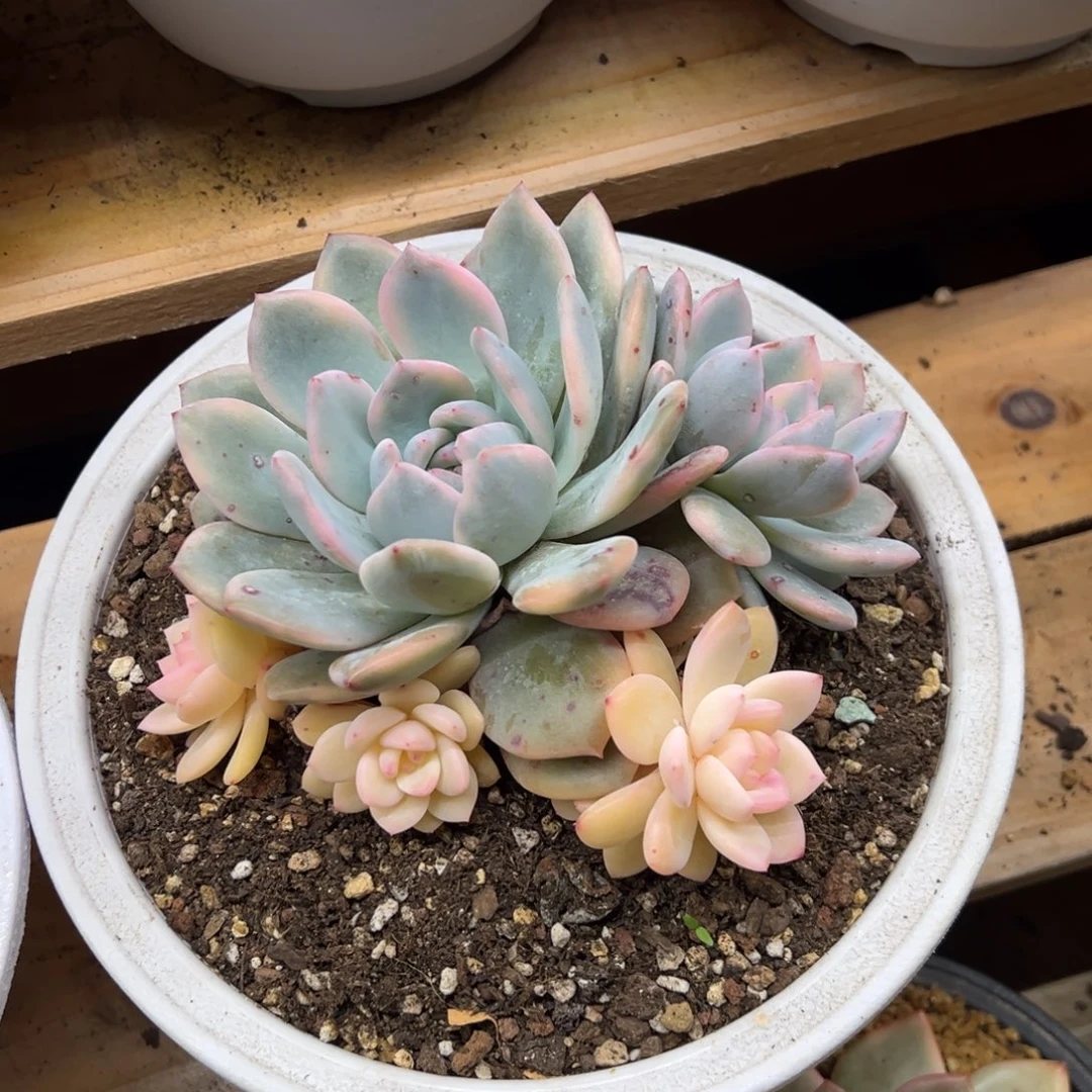 橙梦露锦 夏鸣园艺