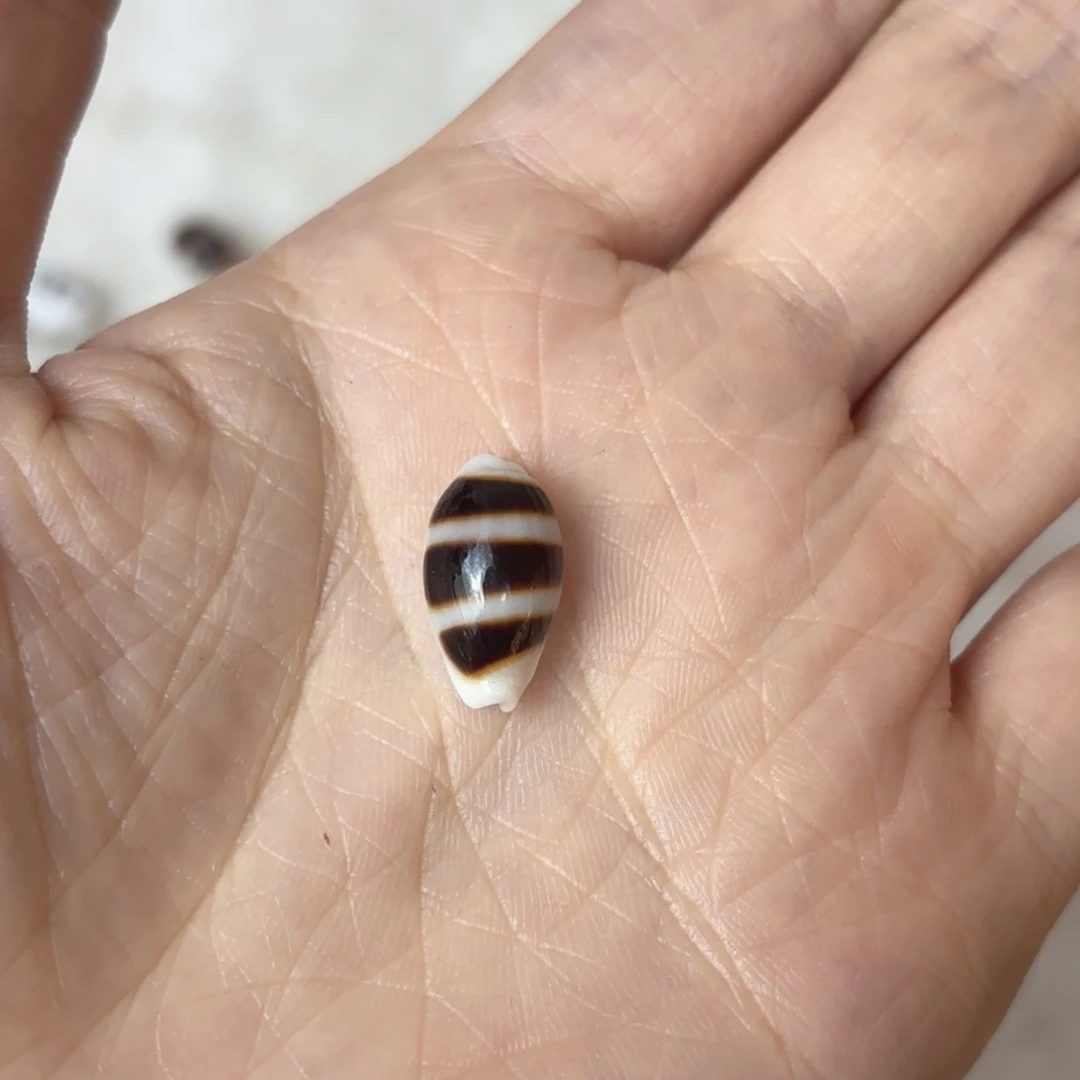棉***花天然海螺贝壳标本福利