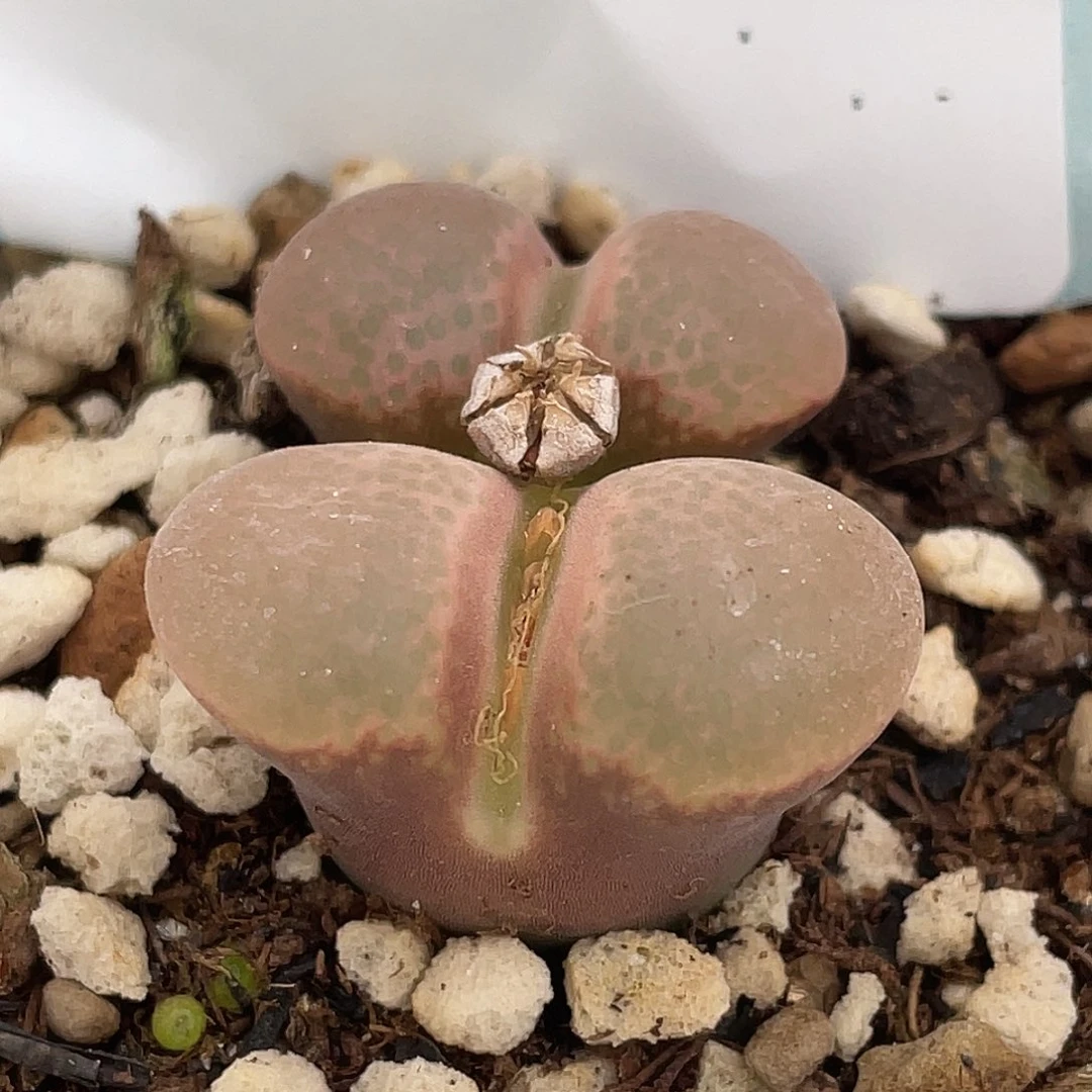 4-16风铃多肉植物肉锥