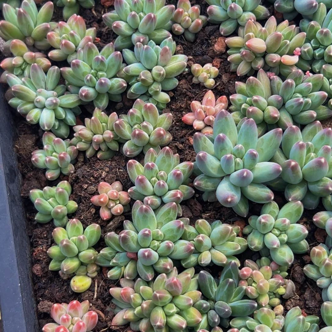 10颗美人系列多肉植物
