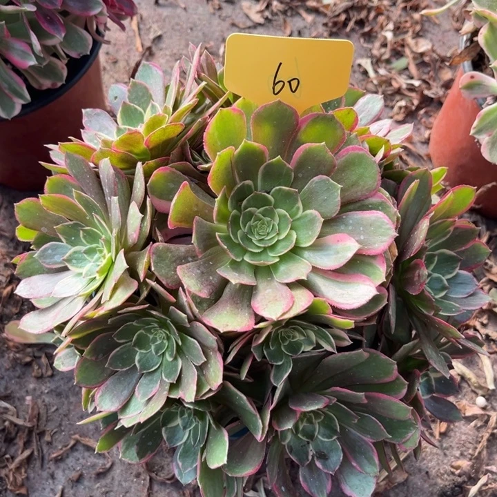 60一颗粉花妖法师