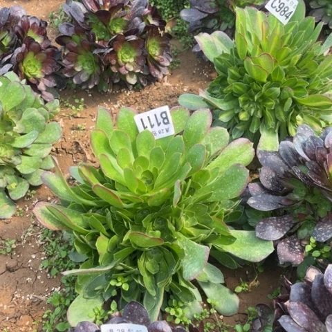 111柠檬玫瑰不包断枝