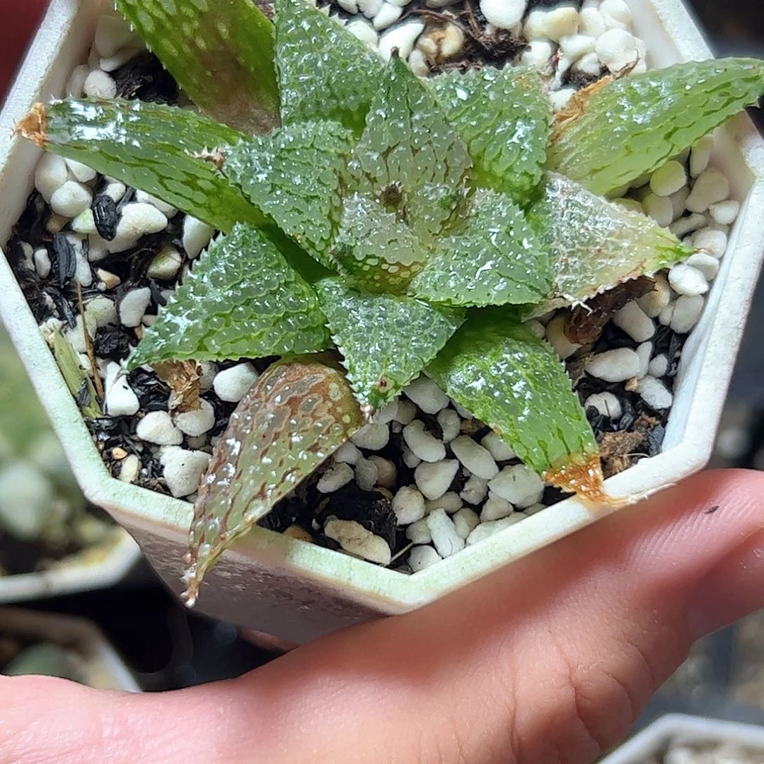 磨瑞莎十二卷多肉植物满