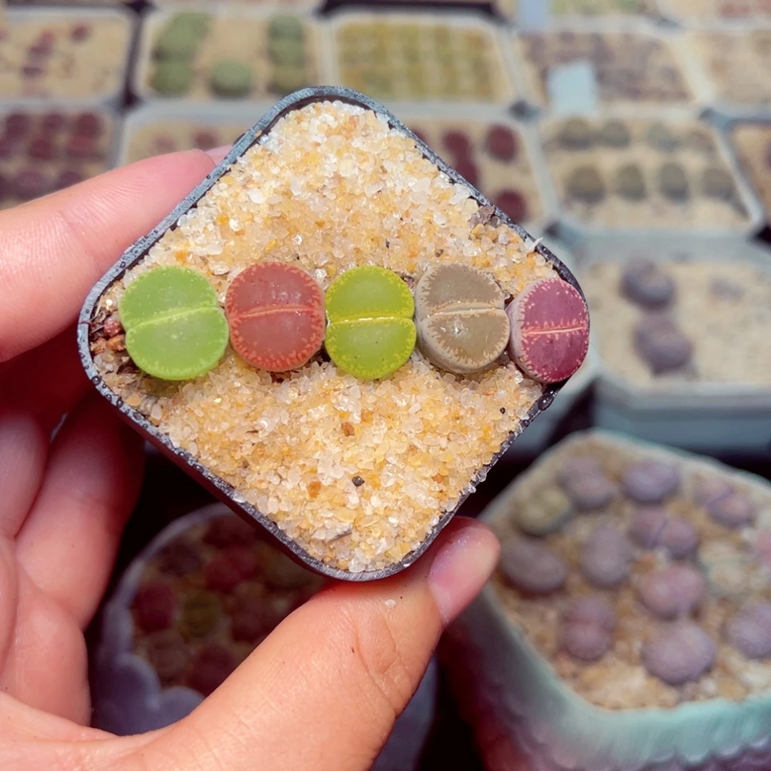 56号带盆包邮发货