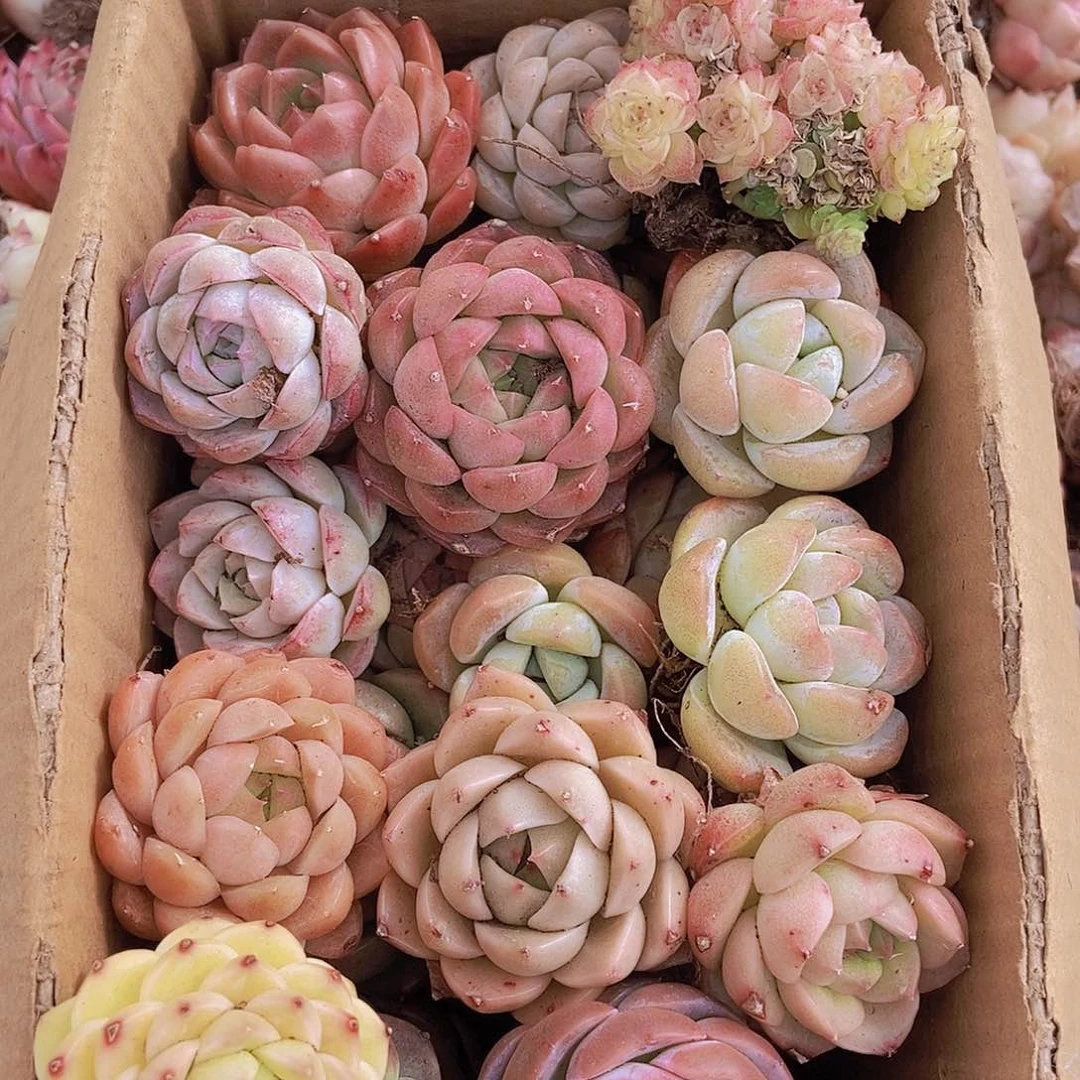 00000000000001量拍