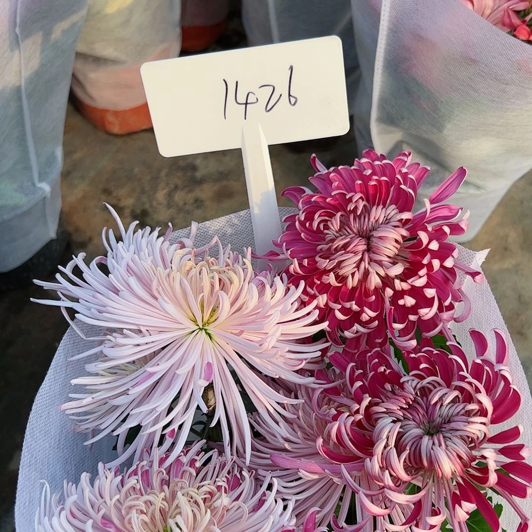 完全开放1426双色