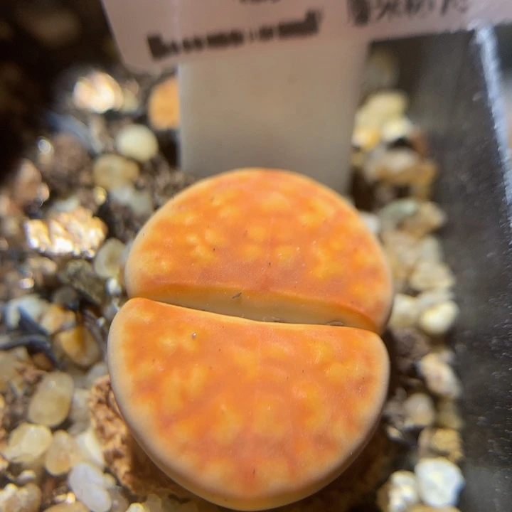 zzz精品生石石667