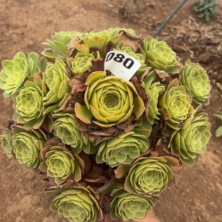 万圣夜多肉植物080