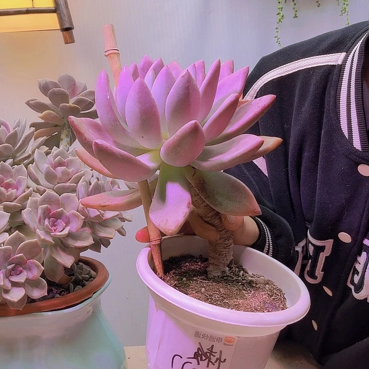 懒****贵桃花缘多肉老桩植物好看