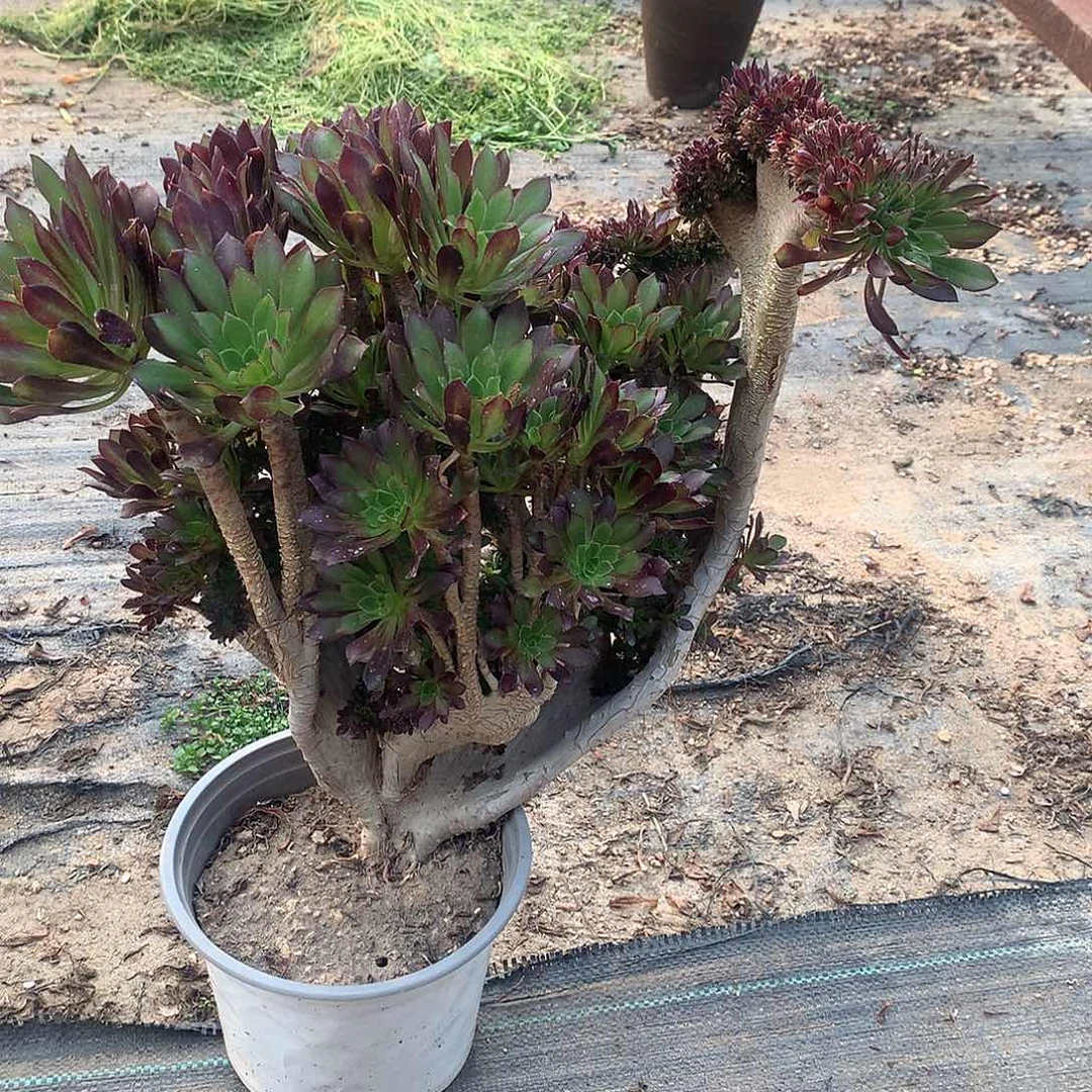 黑法师悬崖缀化有绷口