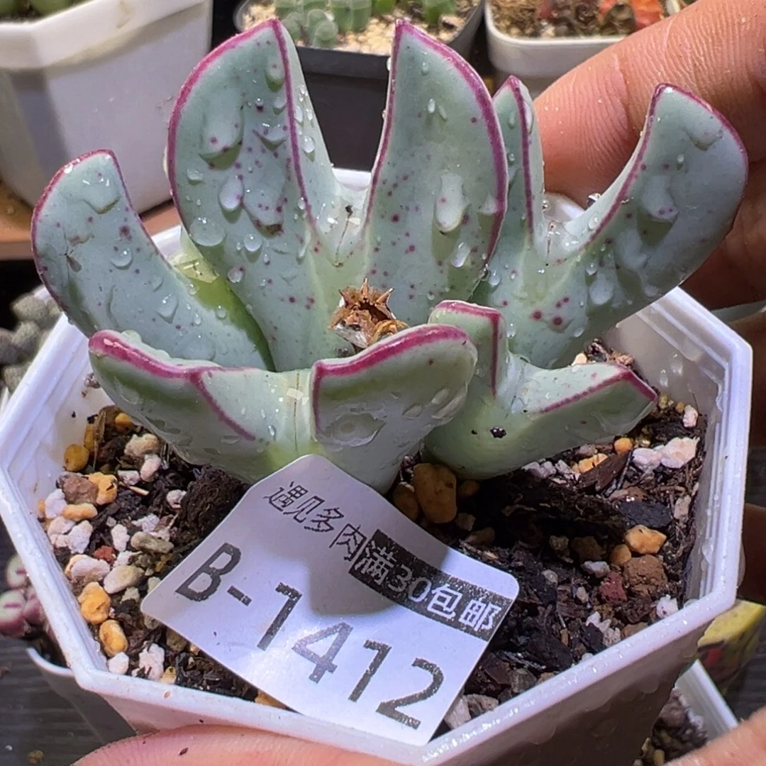 多肉植物111111111111