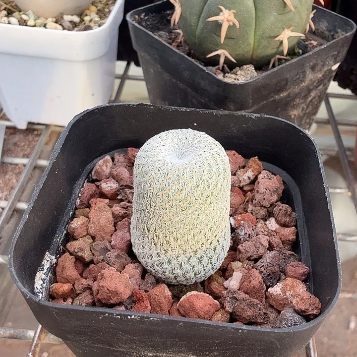 月世界单头1仙人球