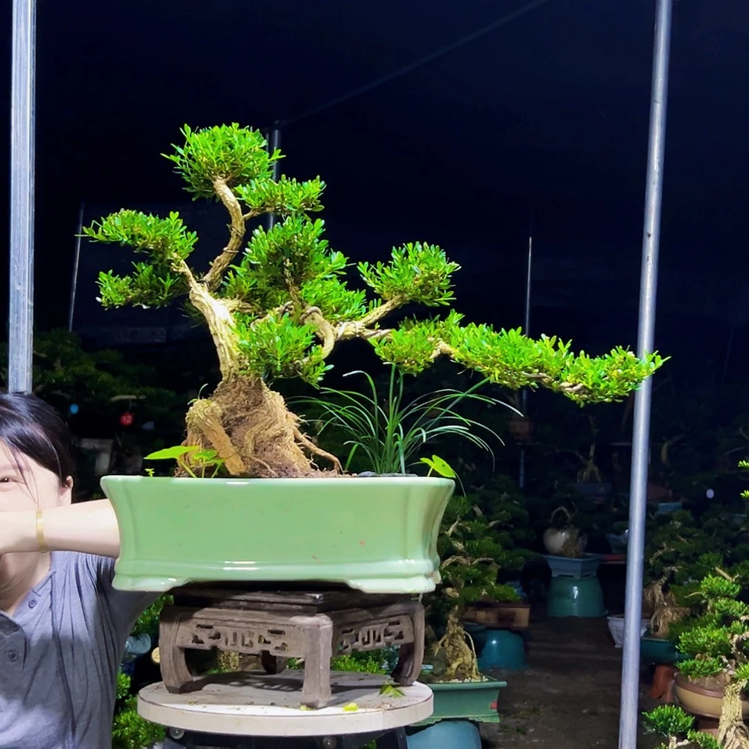 村***代无花朵黄杨木