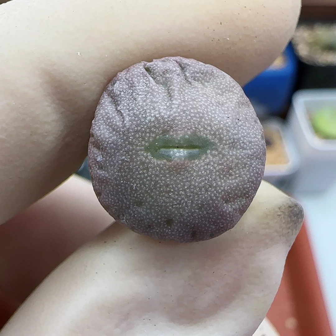 754金币杂交福利